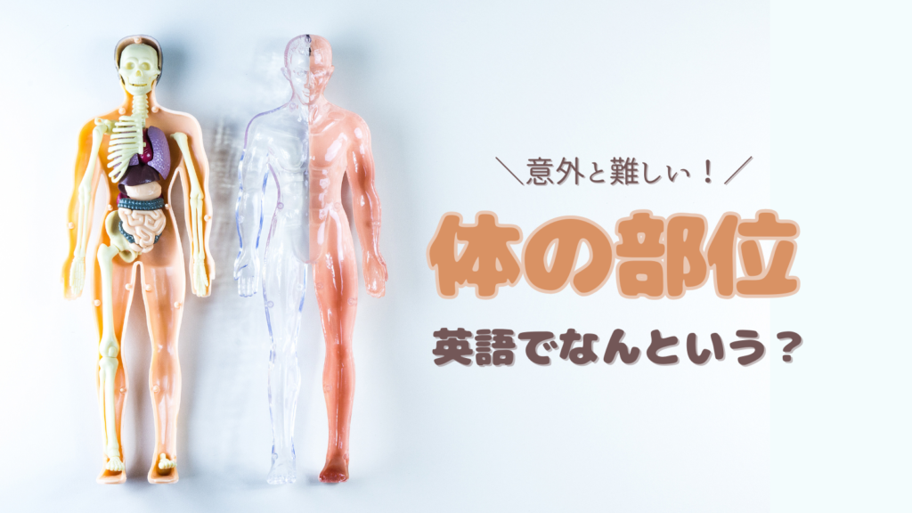 こども英語教室 体の部位 Body Parts | えいごえほんの森